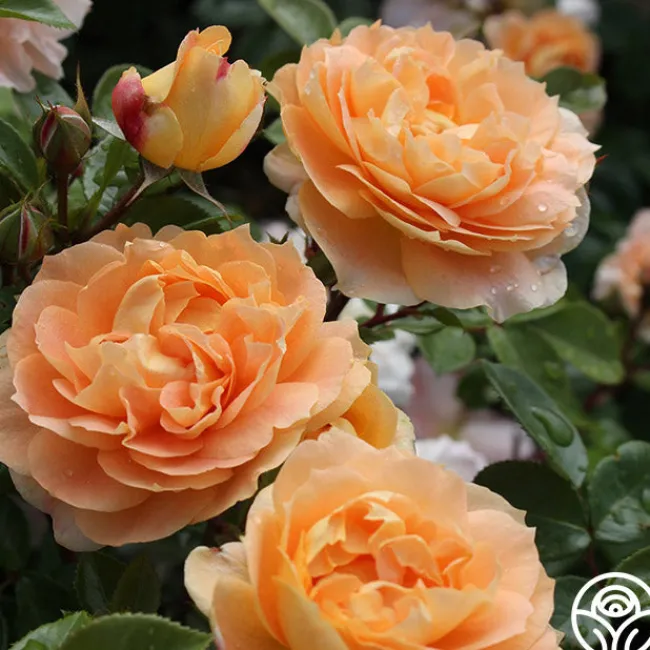 Tatin>Heirloom Roses Sale