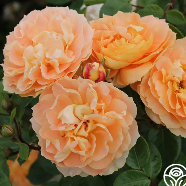 Tatin>Heirloom Roses Sale