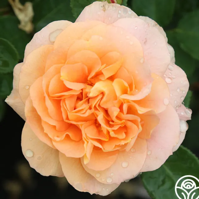 Tatin>Heirloom Roses Sale