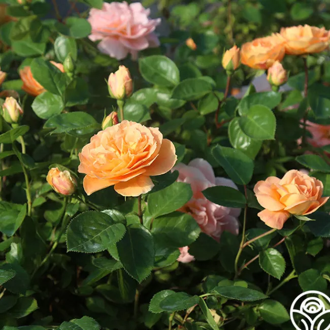 Tatin>Heirloom Roses Sale