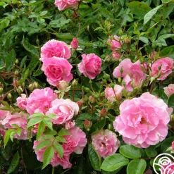 Tausendschon><noscript><img width=