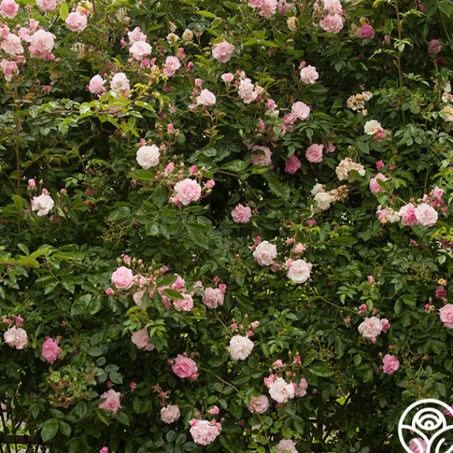 Tausendschon>Heirloom Roses Outlet