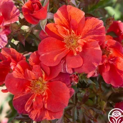 Tawny Tiger>Heirloom Roses Hot
