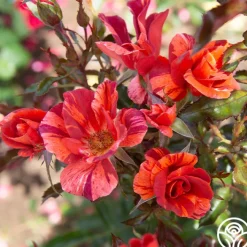 Tawny Tiger>Heirloom Roses Hot