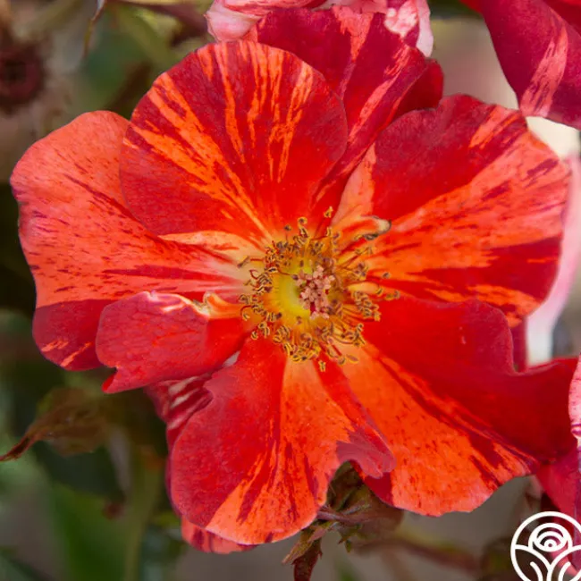Tawny Tiger>Heirloom Roses Hot