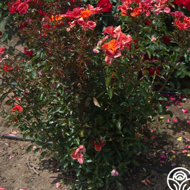 Tawny Tiger>Heirloom Roses Hot