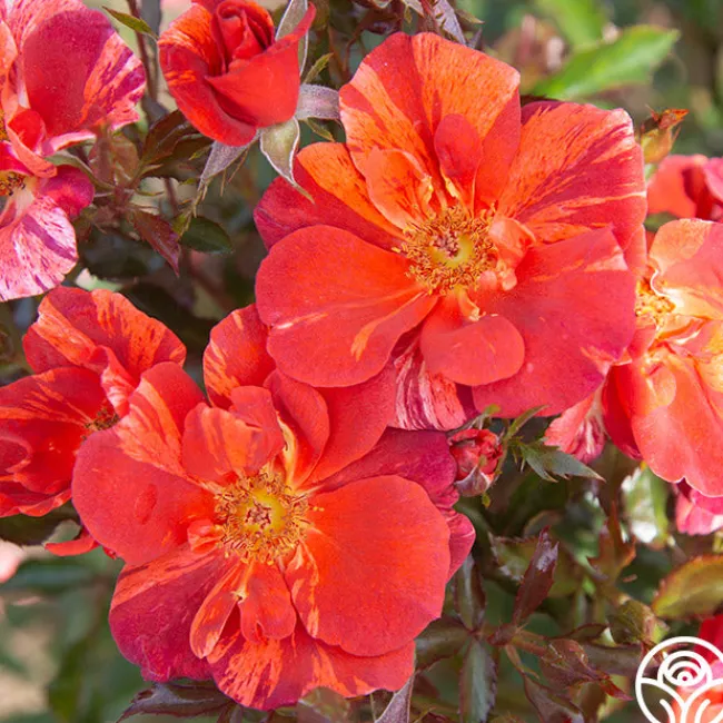 Tawny Tiger>Heirloom Roses Hot