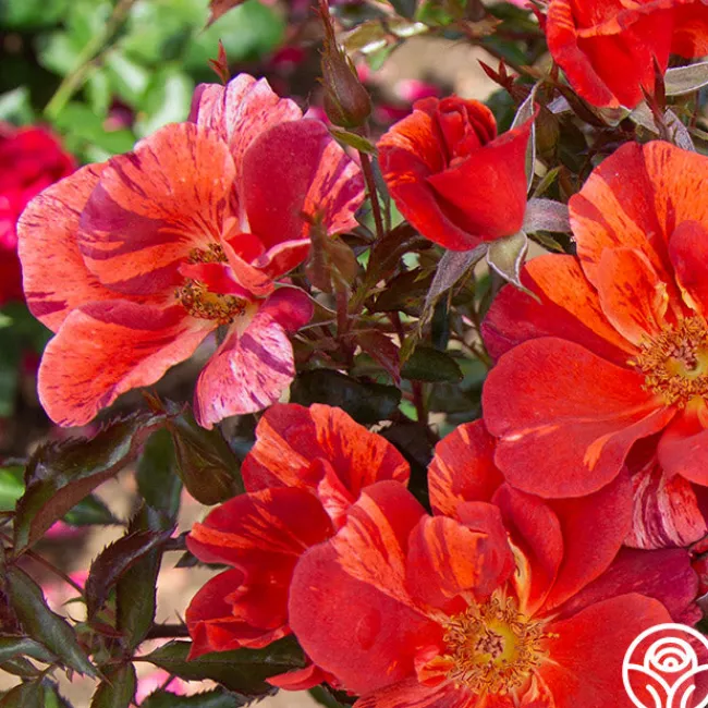 Tawny Tiger>Heirloom Roses Hot