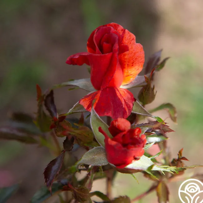 Tawny Tiger>Heirloom Roses Hot