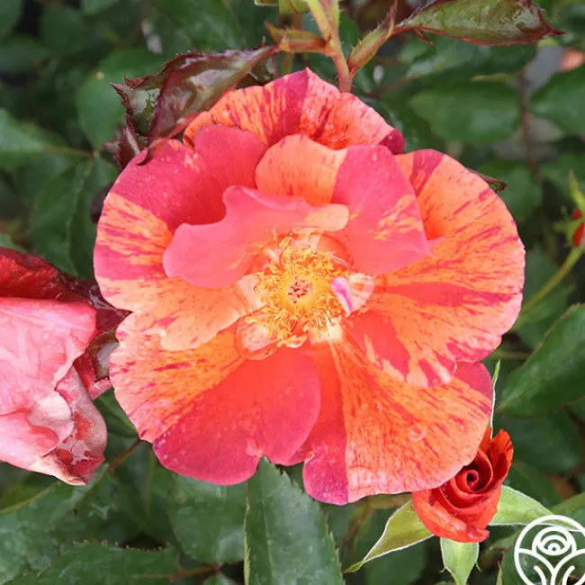 Tawny Tiger>Heirloom Roses Hot