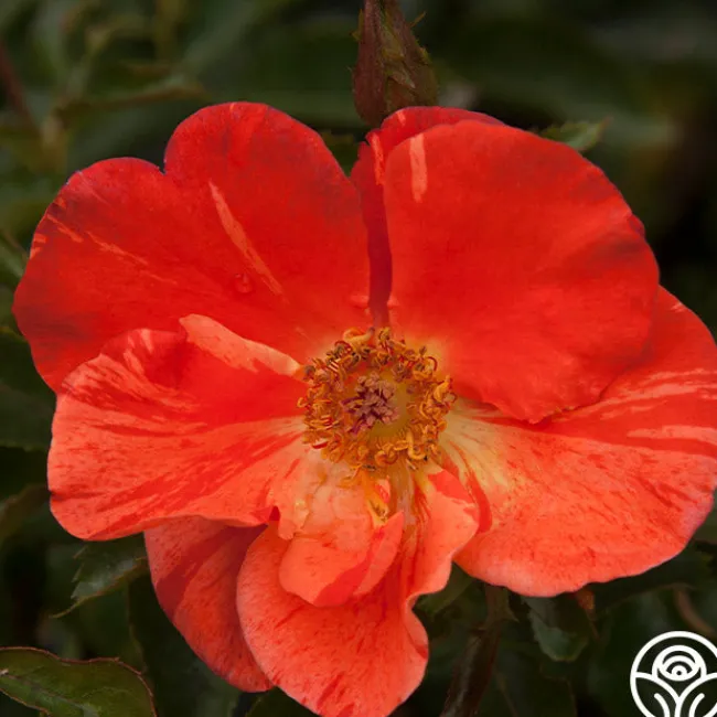 Tawny Tiger>Heirloom Roses Hot