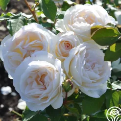 Tchaikovski®>Heirloom Roses Clearance