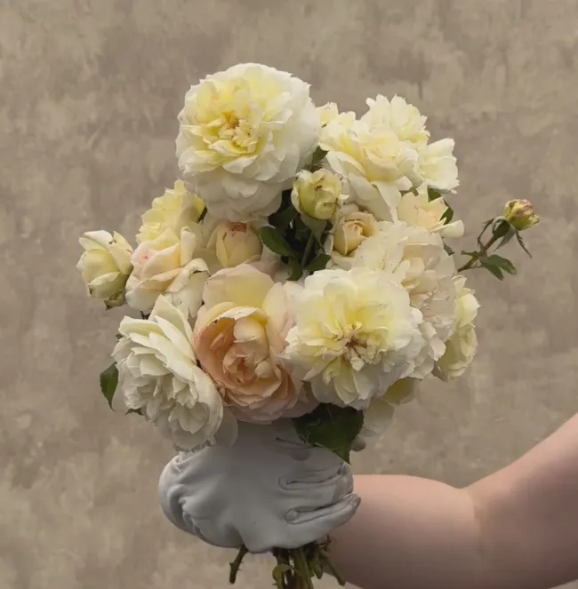 Tchaikovski®>Heirloom Roses Clearance