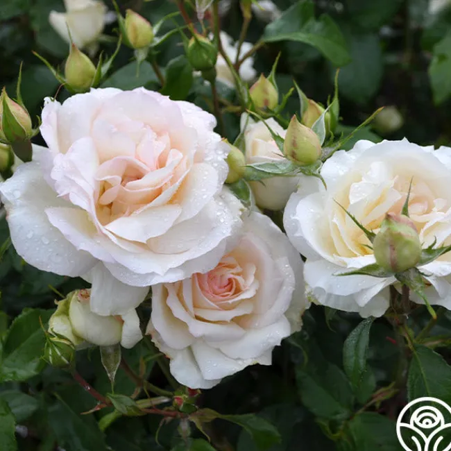 Tchaikovski®>Heirloom Roses Clearance