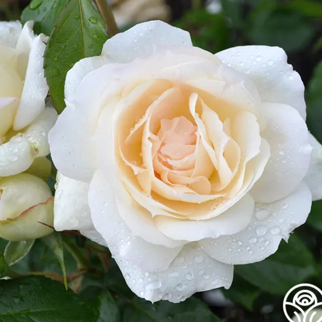 Tchaikovski®>Heirloom Roses Clearance