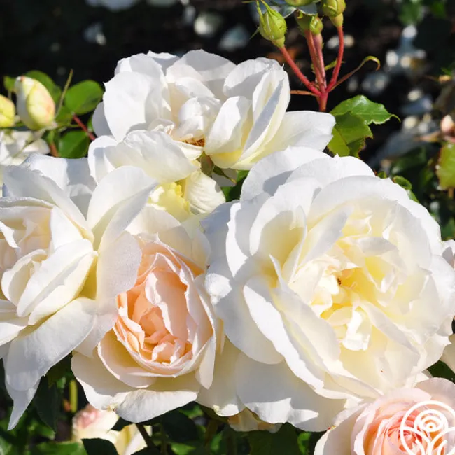 Tchaikovski®>Heirloom Roses Clearance