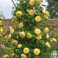 Teasing Georgia™>Heirloom Roses Clearance