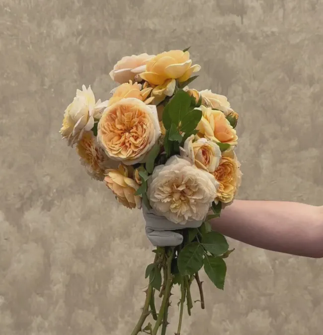 Teasing Georgia™>Heirloom Roses Clearance