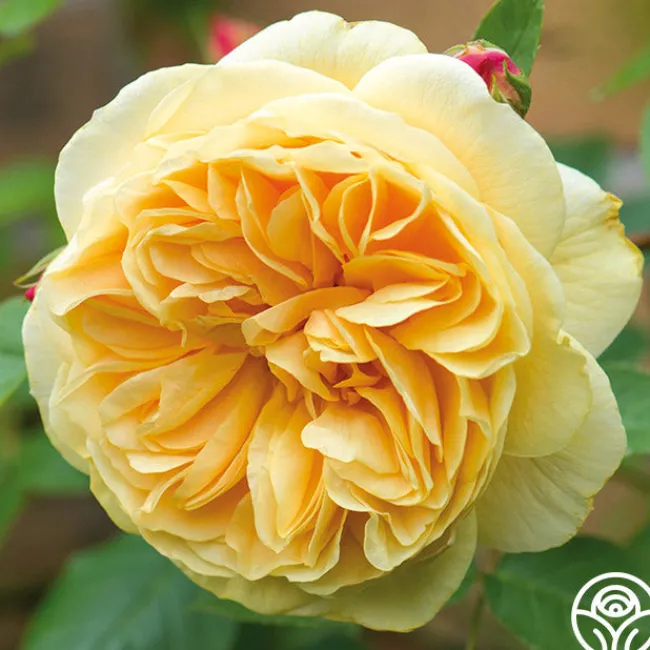Teasing Georgia™>Heirloom Roses Clearance