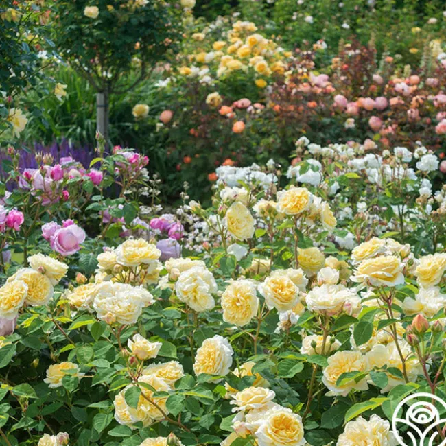 Teasing Georgia™>Heirloom Roses Clearance