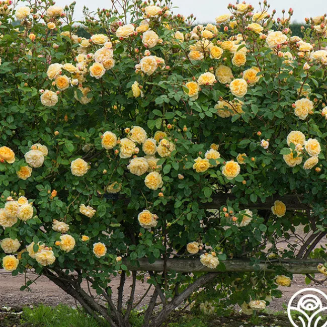 Teasing Georgia™>Heirloom Roses Clearance