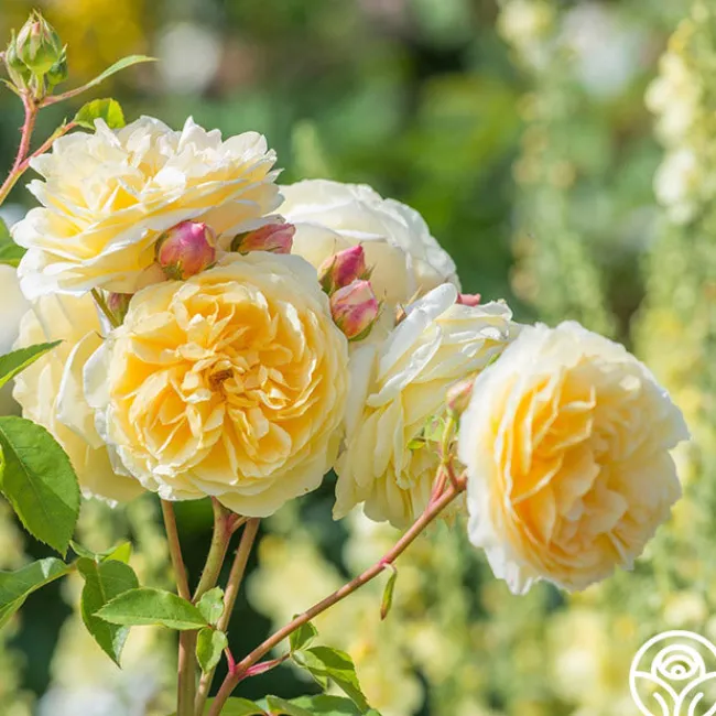Teasing Georgia™>Heirloom Roses Clearance