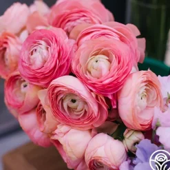 Tecolote Pink>Heirloom Roses