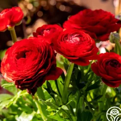Tecolote Red>Heirloom Roses Sale