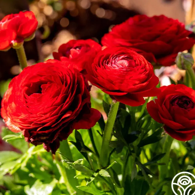 Tecolote Red>Heirloom Roses Sale