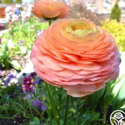 Tecolote Salmon>Heirloom Roses Online