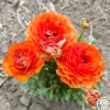 Tecolote Sunset>Heirloom Roses New