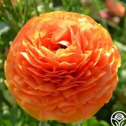 Tecolote Sunset>Heirloom Roses New