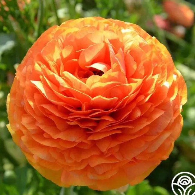 Tecolote Sunset>Heirloom Roses New