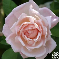 Tender Blush>Heirloom Roses Best