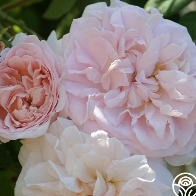 Tender Blush>Heirloom Roses Best