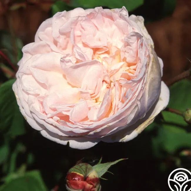 Tender Blush>Heirloom Roses Best