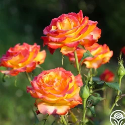 Tequila Sunrise>Heirloom Roses New