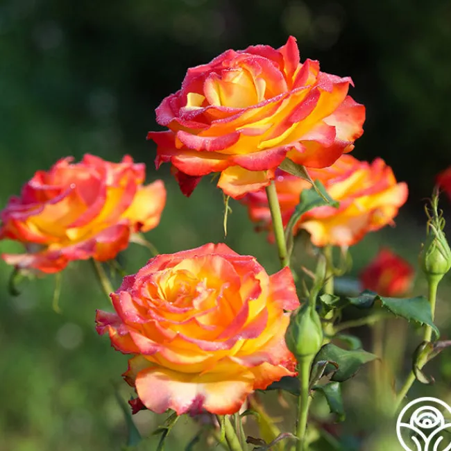 Tequila Sunrise>Heirloom Roses New