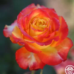 Tequila Sunrise>Heirloom Roses New