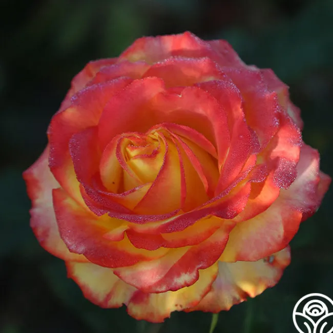 Tequila Sunrise>Heirloom Roses New