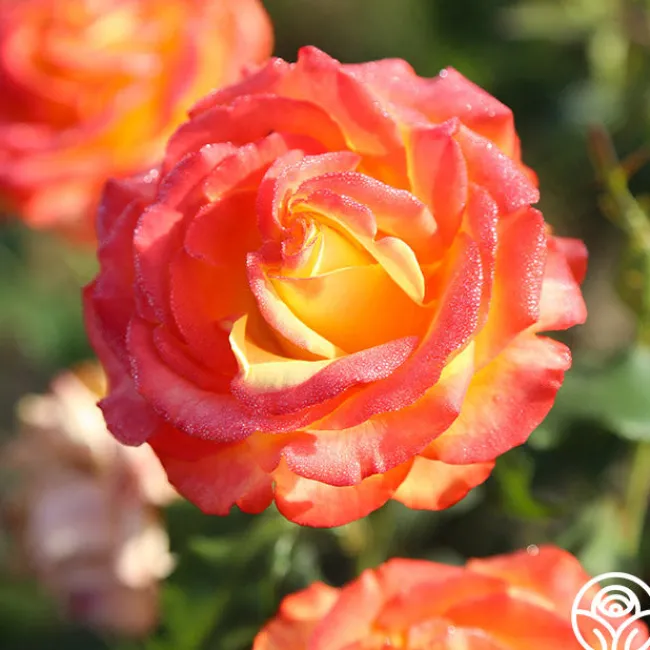 Tequila Sunrise>Heirloom Roses New