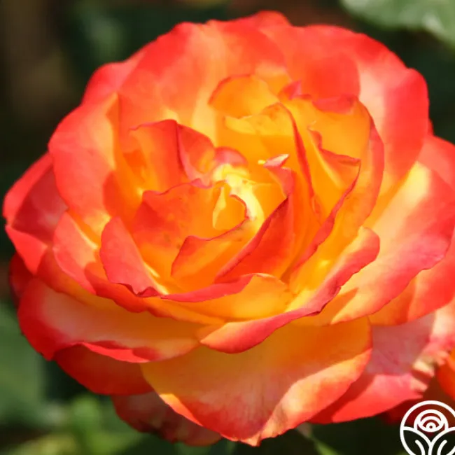Tequila Sunrise>Heirloom Roses New