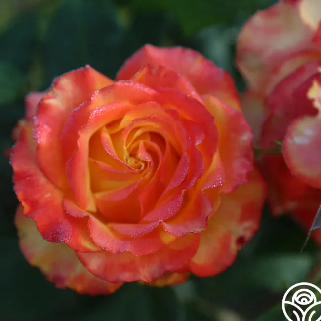 Tequila Sunrise>Heirloom Roses New