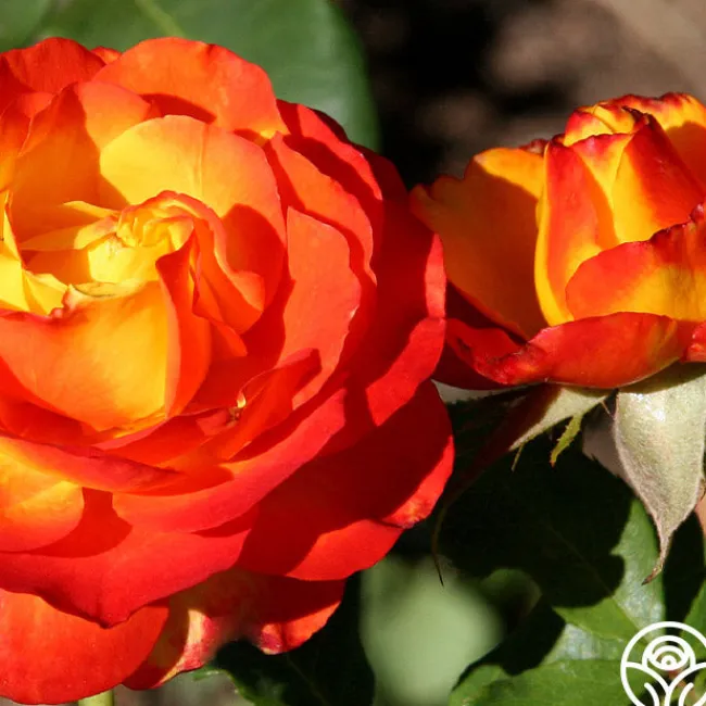 Tequila Sunrise>Heirloom Roses New