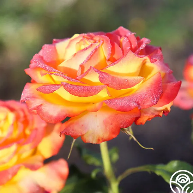 Tequila Sunrise>Heirloom Roses New