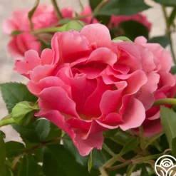 Tequila Supreme™>Heirloom Roses New