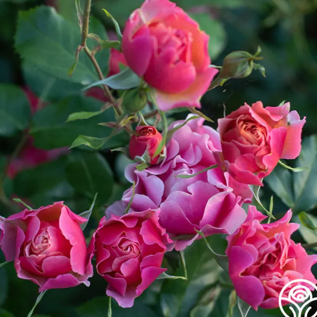 Tequila Supreme™>Heirloom Roses New