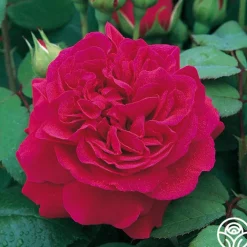 Tess of the d'Urbervilles®>Heirloom Roses Best