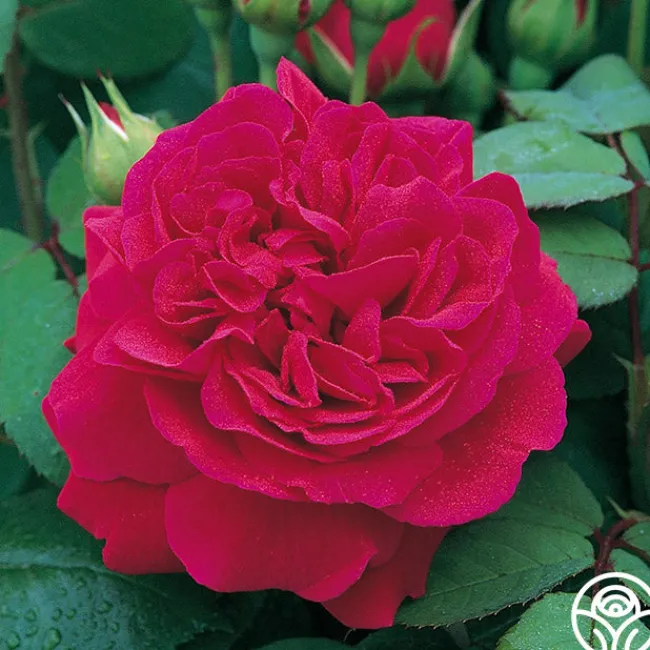 Tess of the d'Urbervilles®>Heirloom Roses Best