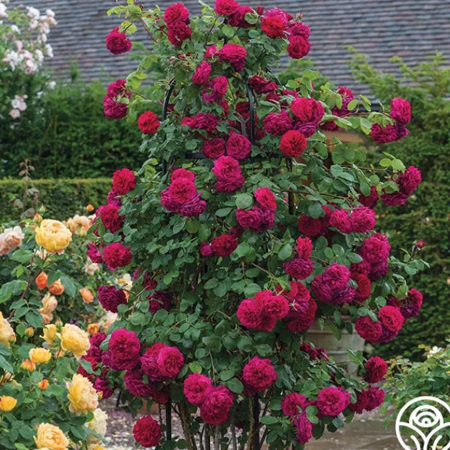 Tess of the d'Urbervilles®>Heirloom Roses Best